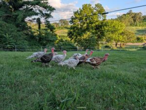 Turkeys in Field