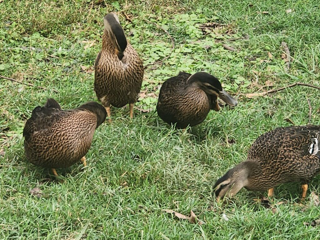 Rouen Ducks