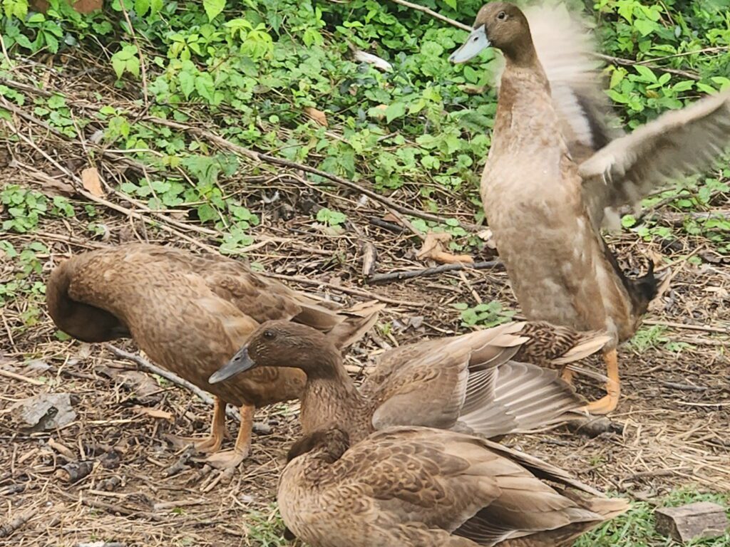 Khaki Campbell Ducks