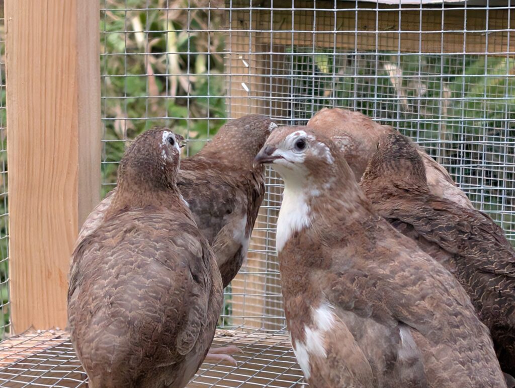 Quail for Sale in Tennessee
