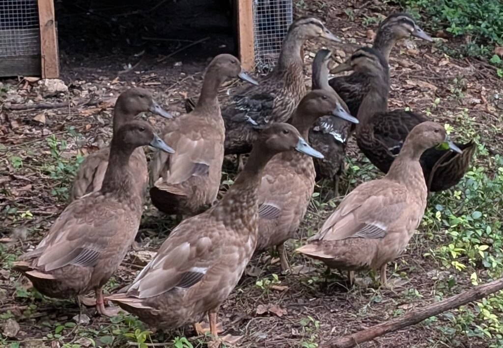 ducks for sale in Tennessee