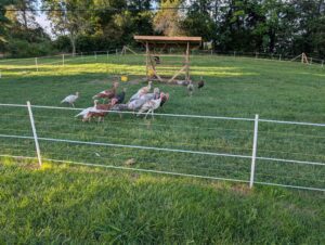 PXL_20250729_233123225.MP