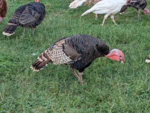 PXL_20250729_233150259