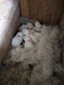 Baby Bunnies Kits