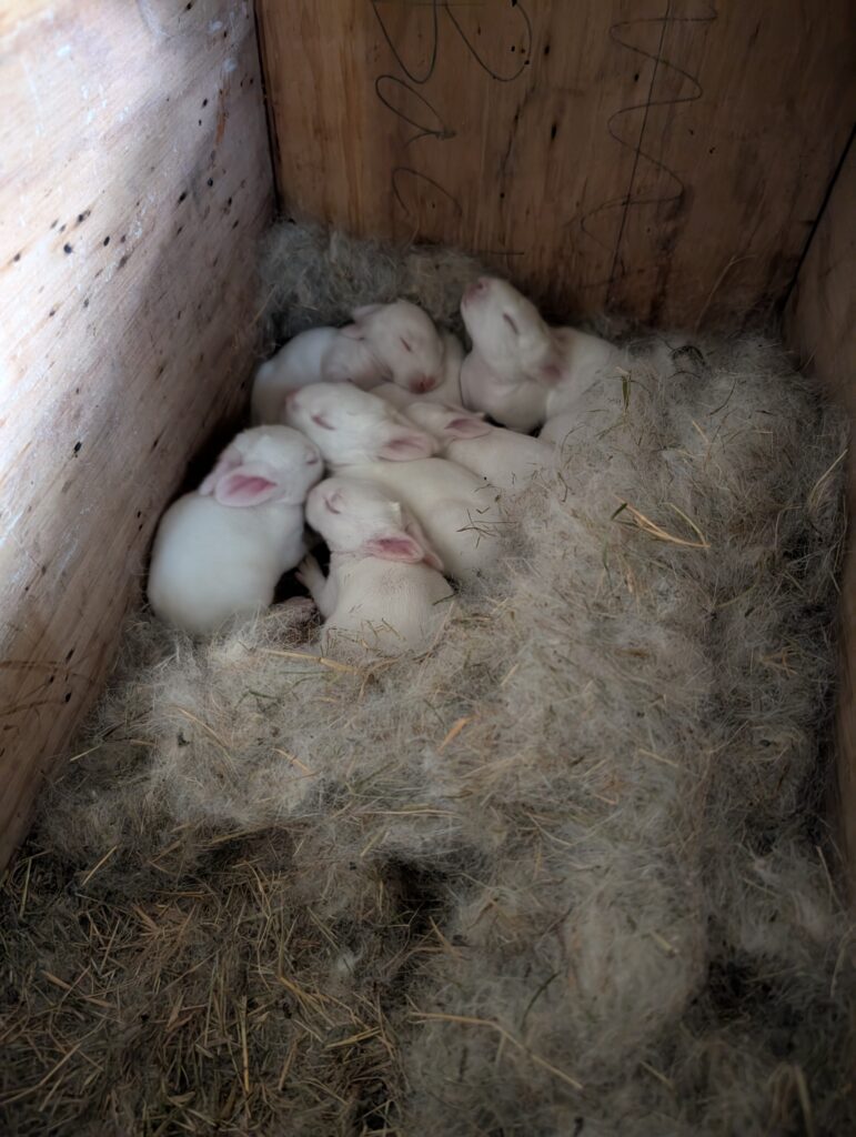 Baby Bunnies Kits