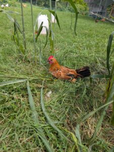 PXL_20250825_174304578.MP