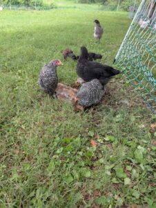 PXL_20250825_174411142.MP