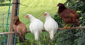 PXL_20250825_174720394.MP