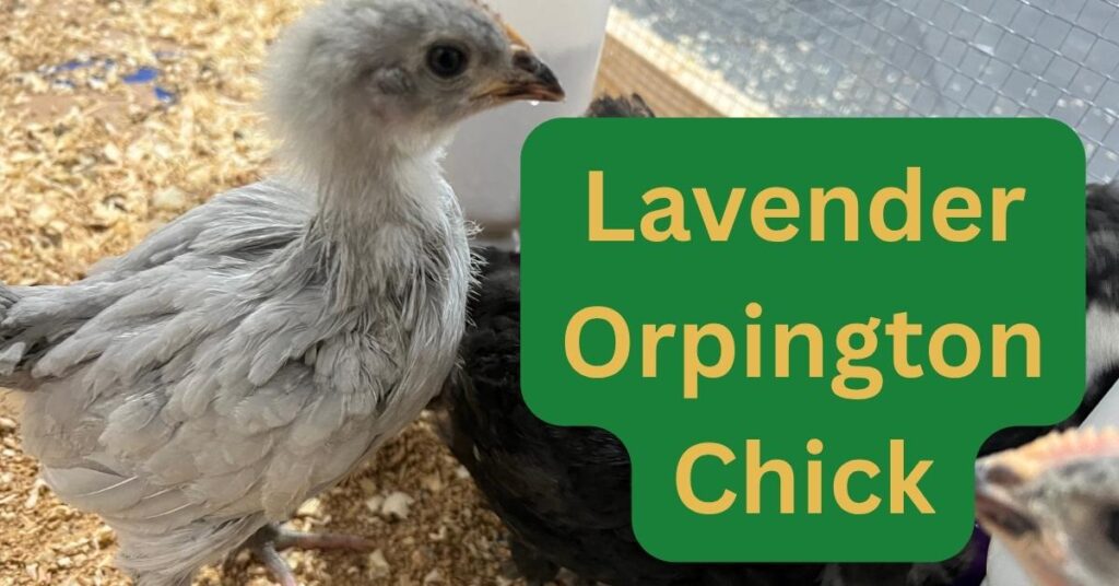 Lavender Orpington Chick