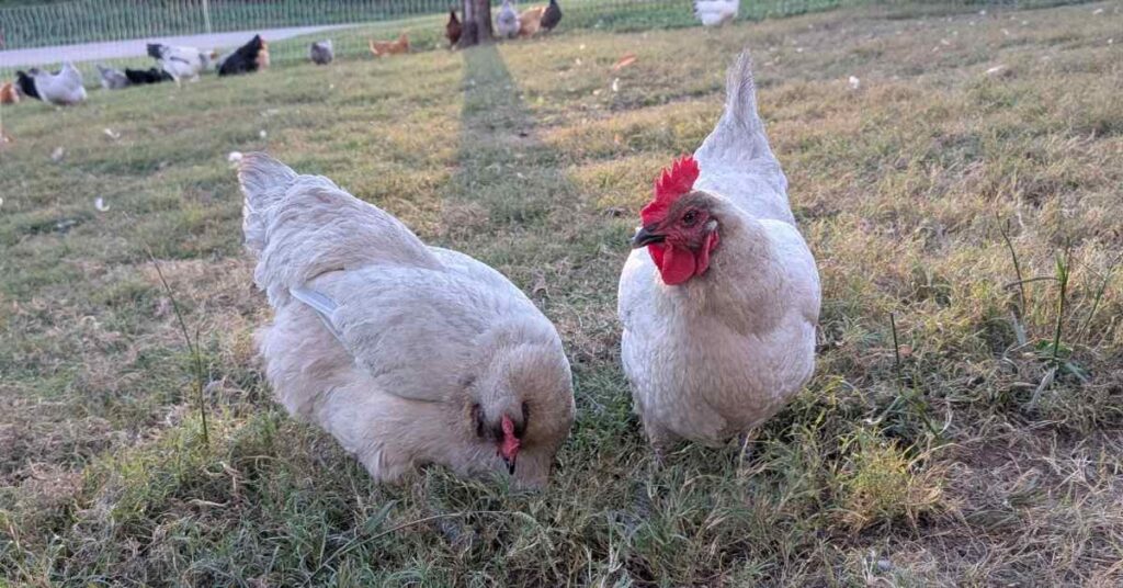 Two Lavender Orpingtons