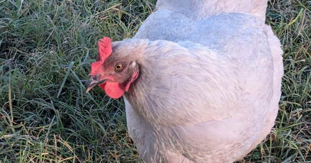 Color of Lavender Orpington's Feathers