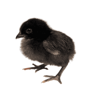 Black Jersey Giant day-old chick