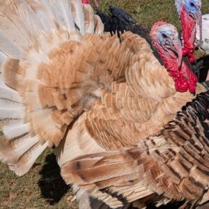 Buff Heritage Turkeys
