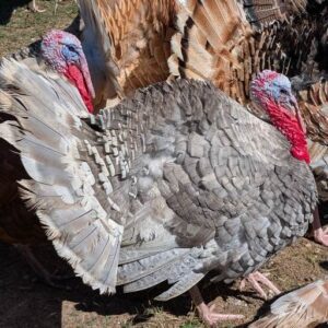 Slate Heritage Turkey