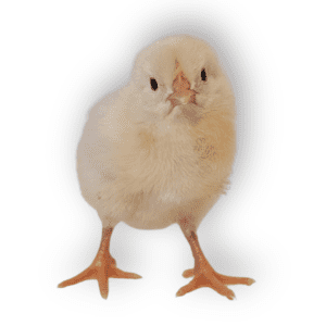 White Leghorn Chicks