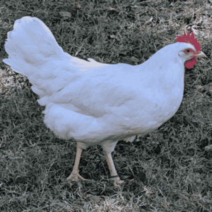 White Leghorn Little Yardley Farm
