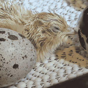 Jumbo White Quail Chicks