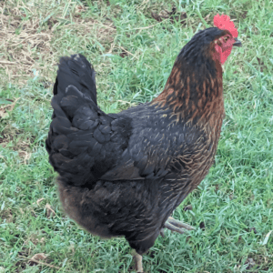 Mixed breed laying hens for sale in Tennessee at Little Yardley Farm