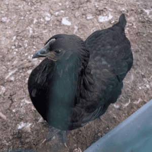 Black Jersey Giant pullet for sale at Little Yardley Farm in Tennessee